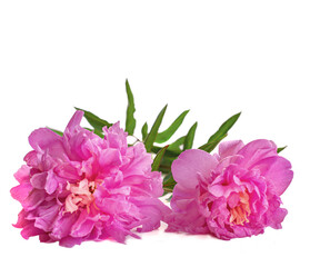 Pink Peonies isolated on white background. Two flowers lie on windowsill