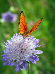 butterfly on flower