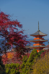 Obraz premium Ein Park in Japan