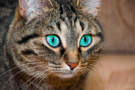 the muzzle of a peaceful brown striped cat with green eyes. A close-up portrait of a beautiful cat for an exhibition announcement, advertising or veterinary layout