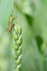A small green common grasshopper (Pseudochorthippus parallelus) sits on an ear of corn outdoors against a green background in portrait format