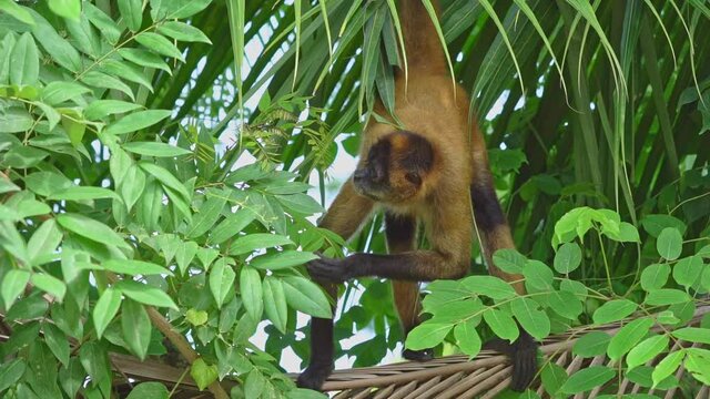 female eoffroy’s spider monkey (Ateles geoffroyi), black-handed spider monkey or the Central American spider monkey eats leaves