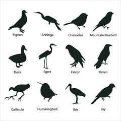 Birds Vector Silhouette on white background.  Anhinga, Bluebird, Chickadee, Duck, Egret, Falcon, Gallinule, Hummingbird, Ibis, Jay