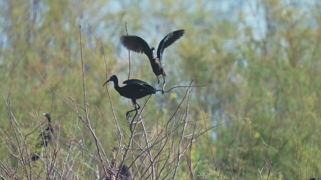 Glossy ibis (Plegadis falcinellus) standing in the water
