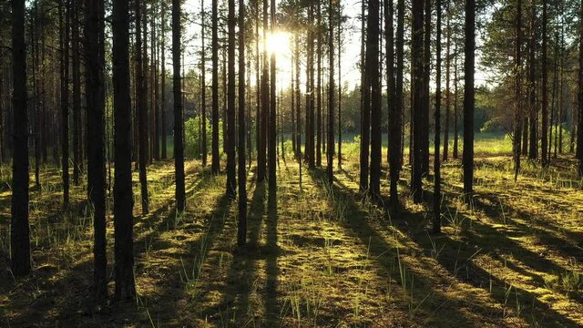 Beautiful landscape with Sunrise Sun at the Sunny Coniferous Forest. Sunlight Sunbeams Through Woods In the woodland ,camera slow motion in the pine forest