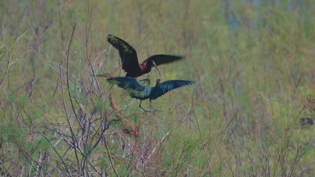 Glossy ibis (Plegadis falcinellus) Standing on an Tamarix tree - Sea of Galilee