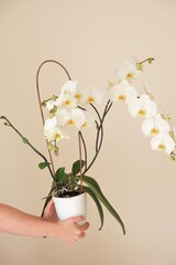  orchid flower.White phalaenopsis flowers. Orchid flower in a white pot in female hands on a light beige background. Indoor flowers in pots.Home plants and flowers.