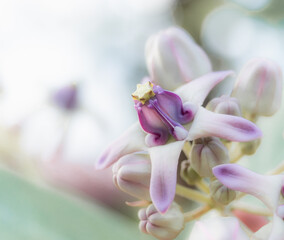 Closeup fresh Calotropis purple and pink color in nature with bright sunlight,Crown flower pink and purple color