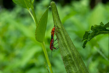 Two Insects are sitting on lady's finger and love with each other