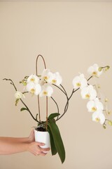 White orchid flower.White phalaenopsis flowers. Orchid flower in a white pot in female hands on a beige background. Indoor flowers in pots.Home plants and flowers.