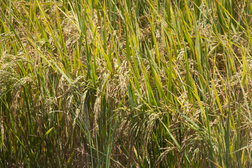 The mature, yellow rice is ready to be harvested