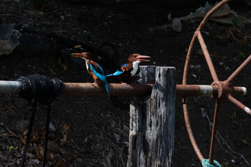 A pair of kingfishers find food to feed the female