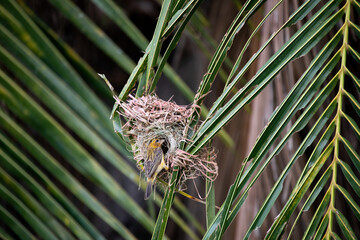 A sparrow nests on a coconut leaf.