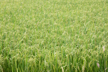 https://submit.shutterstock.com/reviewed?type=video#:~:text=Green%20rice%20growing%20to%20harvest




Green rice growing to harvest 

