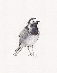 Wagtail bird graphic illustration hand painted