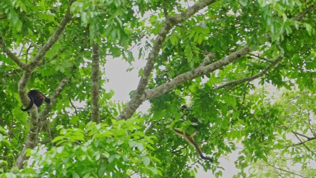Golden-mantled howler (Alouatta palliata palliata) Jumping through the trees