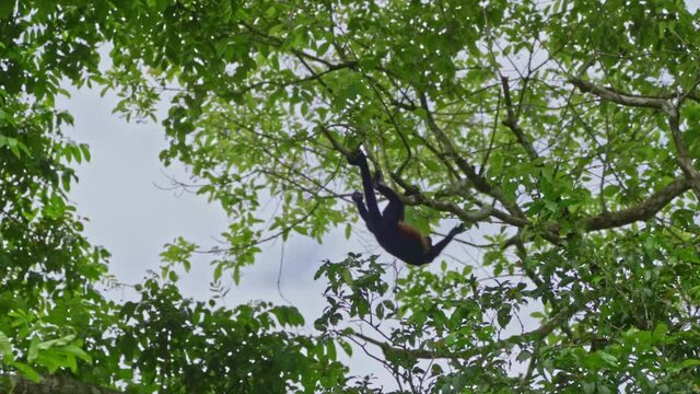 Golden-mantled howler (Alouatta palliata palliata) Jumping through the trees from the