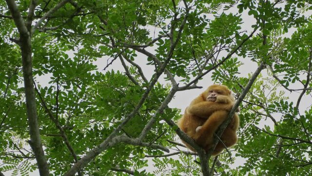 male Golden-mantled howler (Alouatta palliata palliata) rare albino monkey