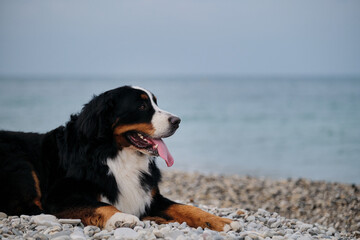 Portrait of fluffy mountain dog. Charming Bernese Mountain Dog spends its vacation by sea and enjoys life. Dog is lying on beach and looks carefully with pleasure sticking out its tongue.