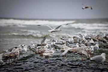 Seagulls in the Netherlands on the beach of Petten