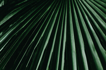 Obraz premium Green palm leaf pattern texture abstract background. Copy space for graphic design tropical summer concept. Vintage tone filter effect color style.