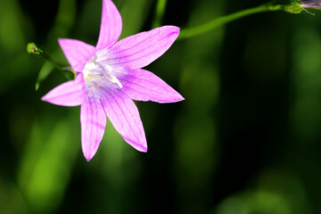 Purple flower on a green background.
