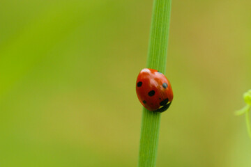 A ladybug is sitting on the grass.