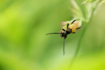 A beetle with long whiskers sitting on the tall grass.