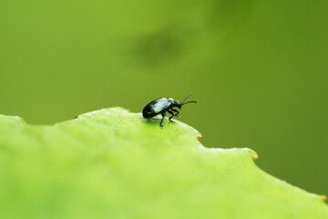 A beetle sitting on the edge of the foliage.