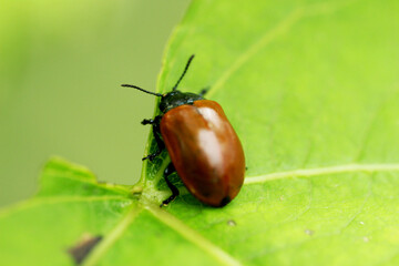 A beetle sitting on the foliage.