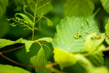 Green larva worm grub caterpillar on a bush eating leaf macro closeup with blurry background