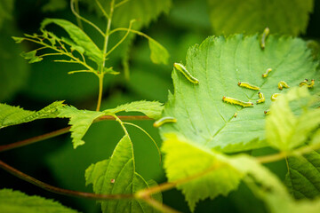 Green larva worm grub caterpillar on a bush eating leaf macro closeup with blurry background