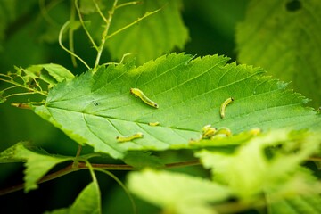 Green larva worm grub caterpillar on a bush eating leaf macro closeup with blurry background