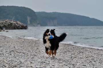 Active games with mountain dog in nature. Charming Bernese Mountain Dog spends its vacation by sea and enjoys life. Dog runs along pebble beach and plays with blue rubber ball merrily.