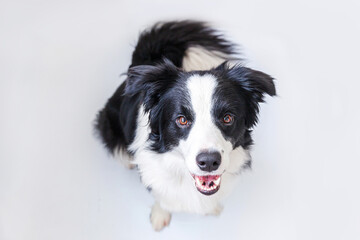 Funny portrait of cute smiling puppy dog border collie sitting isolated on white background. Pet dog with funny face looking at camera and waiting for reward. Funny pets animals life concept.