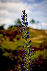 Obraz premium Wonderful flowers in the dunes of the Netherlands