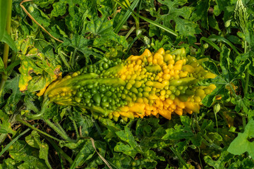Bitter Melon or bitter gourd Diabetes Bitter melon looks dragon skin