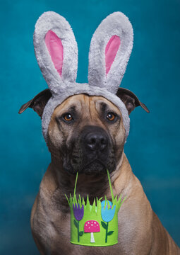Cute Easter Bunny Dog 