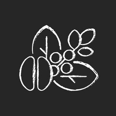 Raw coffee beans chalk white icon on dark background. Unprocessed arabica. Unroasted robusta seeds. Plant with coffee fruit. Crop on stem. Isolated vector chalkboard illustration on black