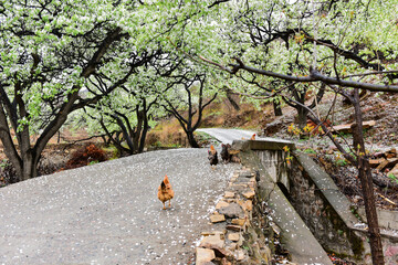 In a rainy day, the small village pear trees are full of white pear flowers, petals fall all over the landscape