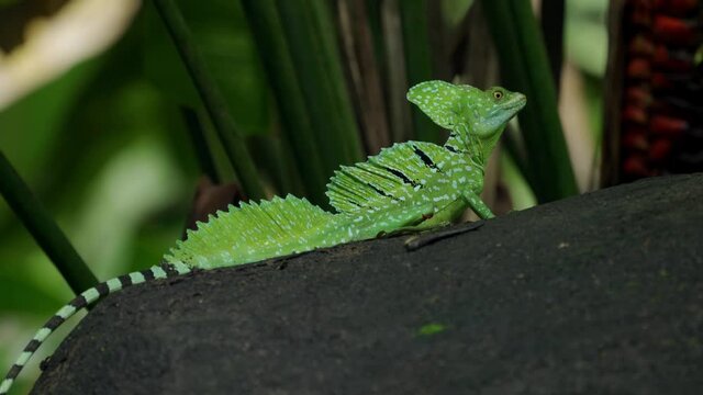 Immature Green Basilisk ( Basiliscus plumifrons) also called commonly the green basilisk, the double crested basilisk, or the Jesus Christ lizard