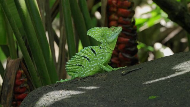 Immature Green Basilisk ( Basiliscus plumifrons) also called commonly the green basilisk, the double crested basilisk, or the Jesus Christ lizard