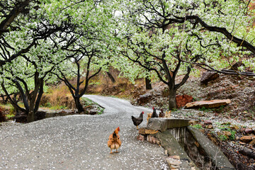 In a rainy day, the small village pear trees are full of white pear flowers, petals fall all over the landscape