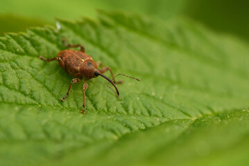 macro of a fly
