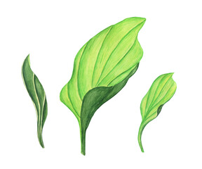 Three Plantain green leaves isolated on white background. Watercolor hand drawing illustration. Perfect for medical or herbal card, garden design.