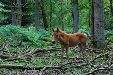 Foal in the New Forest, United Kingdom