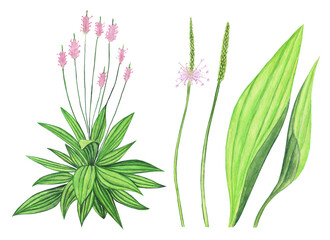 Plantain lanceolata isolated on white background. Watercolor hand drawing illustration. Ribwort or english plantago herbal plant.