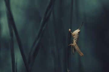 grasshopper on a leaf