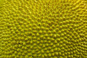 One unique aspect of jackfruit large size fruit of the world sharp thorn skin