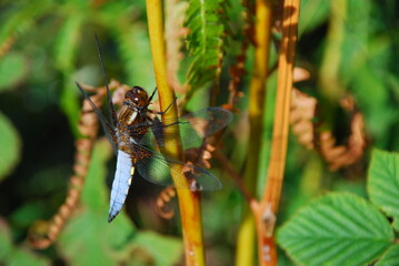 Broad bodied chafer